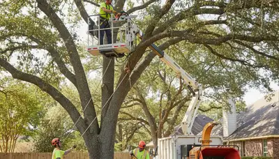 Cleveland, OH tree pruning service improving tree health and safety for local properties