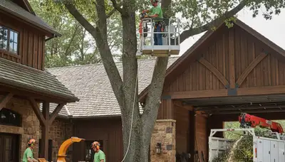 Tree service crew in Cleveland, OH providing professional tree care and removal services
