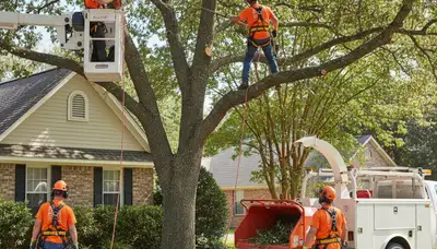 Cleveland, OH tree trimming service for safer, healthier trees by Tree Service Cleveland Ohio