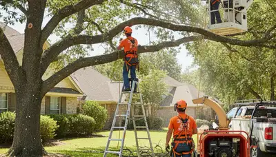 Cleveland, OH tree trimming service crew pruning trees for safer, healthier growth