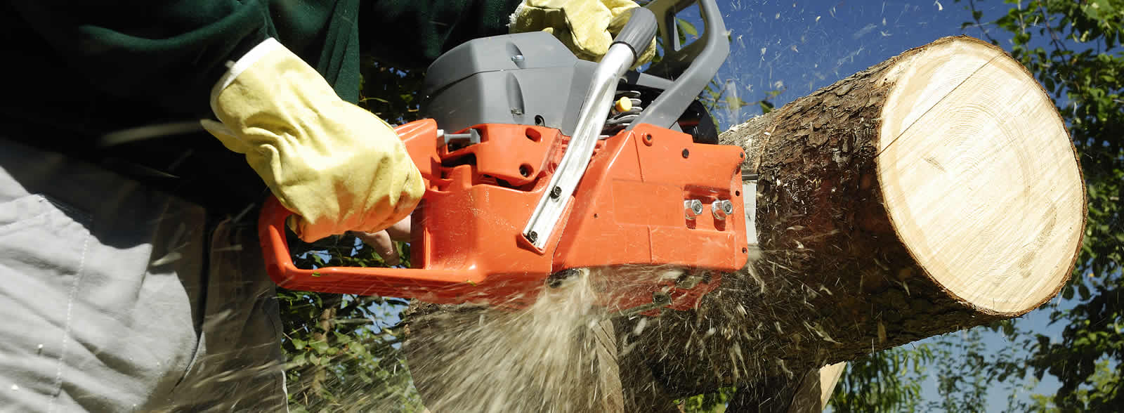 Tree Removal Fort Worth